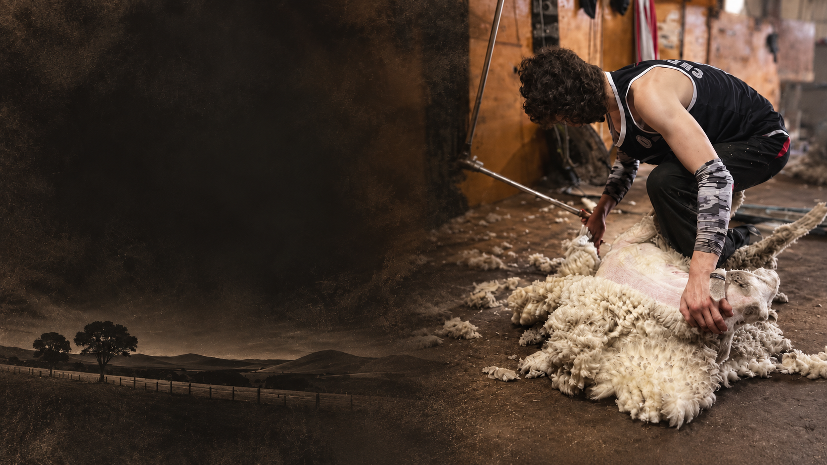 A shearer working with a sheep in a shearing shed